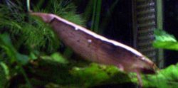 shrimp.jpg