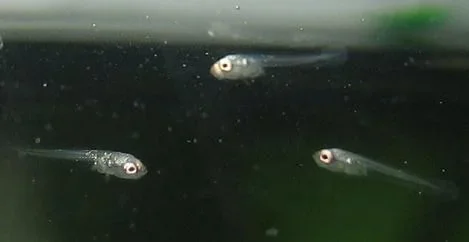 bettas_487.webp
