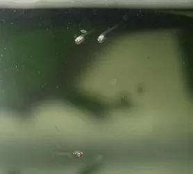 bettas_470.webp