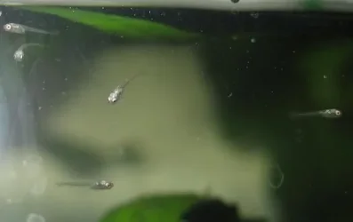 bettas_475.webp