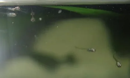 bettas_476.webp
