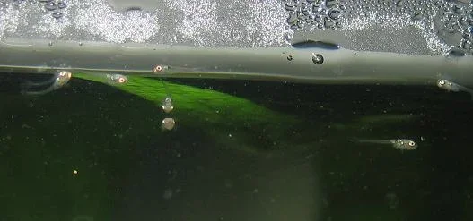 bettas_481.webp