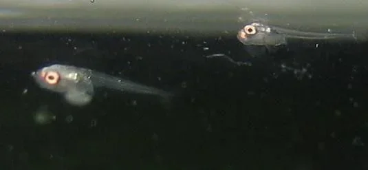 bettas_490.webp