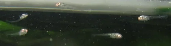 bettas_486.webp