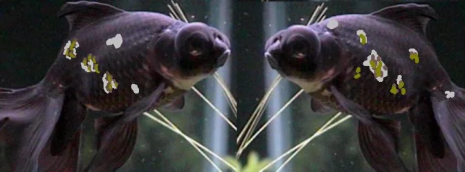SickFIsh.webp
