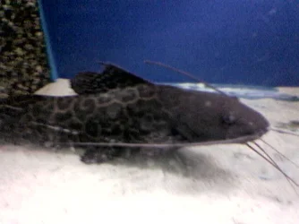 Image000.webp