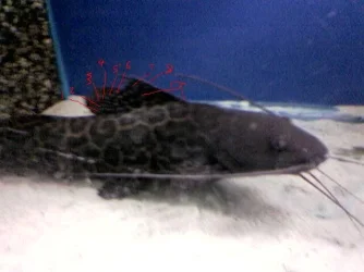 perruno_ray_count.webp
