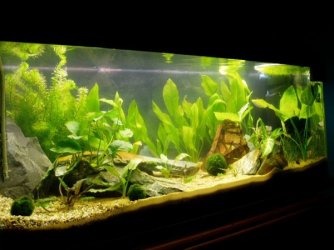 MyTank231005.JPG MyTank231005.JPG