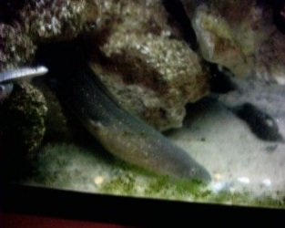 moray.jpg moray.jpg