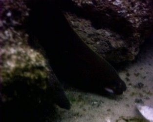 two_morays.jpg two_morays.jpg