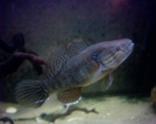 jade_goby.jpg jade_goby.jpg