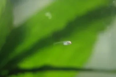 bettas_537.webp