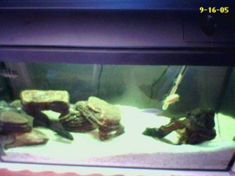 Set73_01.jpg Set73_01.jpg