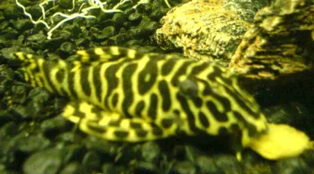 Plec.webp