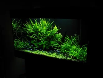 tank01.webp