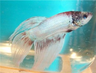 betta5_130405.jpg