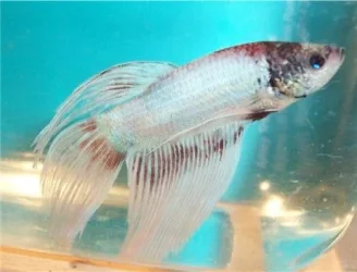 betta5_130405.webp