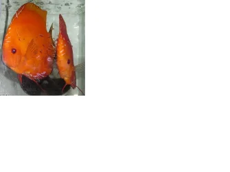 mrpairwithfry.webp