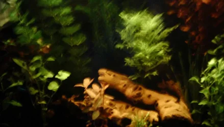 my_tank2.webp