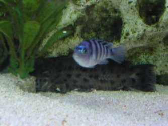 P1010006.JPG P1010006.JPG