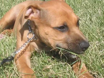 Ra_Eating_Grass.webp