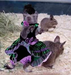 dancing_rat.webp