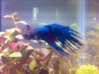 Donner2.jpg Donner2.jpg