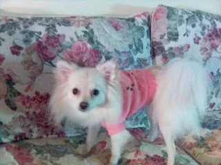 CiCi_the_pitiful_one.webp CiCi_the_pitiful_one.webp