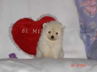 Baby_picture_of_CiCi_LightCreamF2.webp