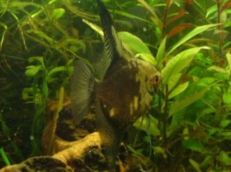 greymale.JPG greymale.JPG