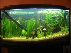Tank1.webp