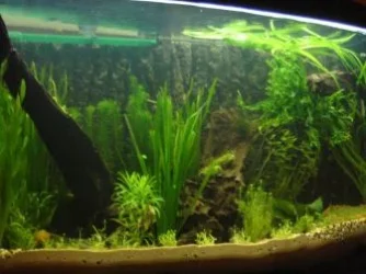 tank2.webp