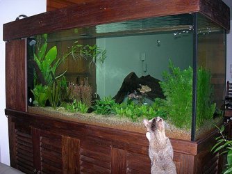 Sharyn_Tank_1.JPG Sharyn_Tank_1.JPG