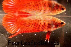 red_sd.webp