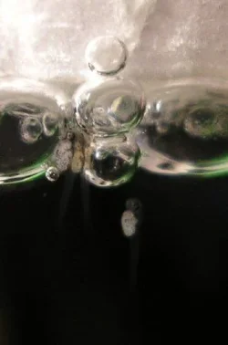 betta_fry.webp