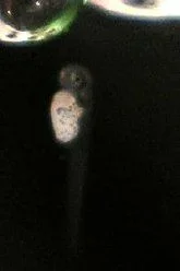 betta_fry_3.webp
