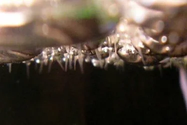 betta_fry_2.webp