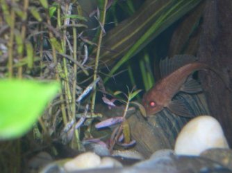 Pleco_1.JPG Pleco_1.JPG