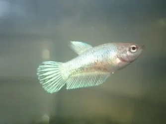 bettas_279.webp