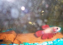 100_0931.JPG 100_0931.JPG