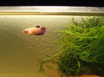 bettas_019.jpg bettas_019.jpg