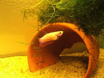 bettas_033.jpg bettas_033.jpg