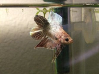 bettas_016.jpg bettas_016.jpg