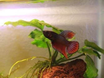 bettas_038.jpg bettas_038.jpg