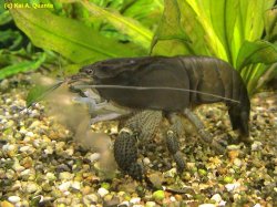 atya_gaboensis.jpg atya_gaboensis.jpg