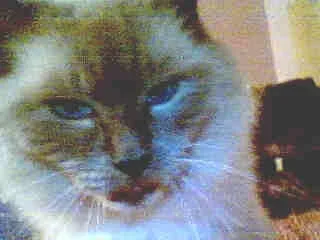 av_4634.webp