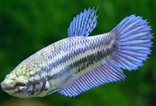 Unknown_Betta.webp