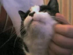katie.webp