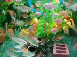 I_hate_this_small_yet_crowded_tank.JPG I_hate_this_small_yet_crowded_tank.JPG