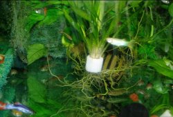 some_mix_but_I_doubt.JPG some_mix_but_I_doubt.JPG